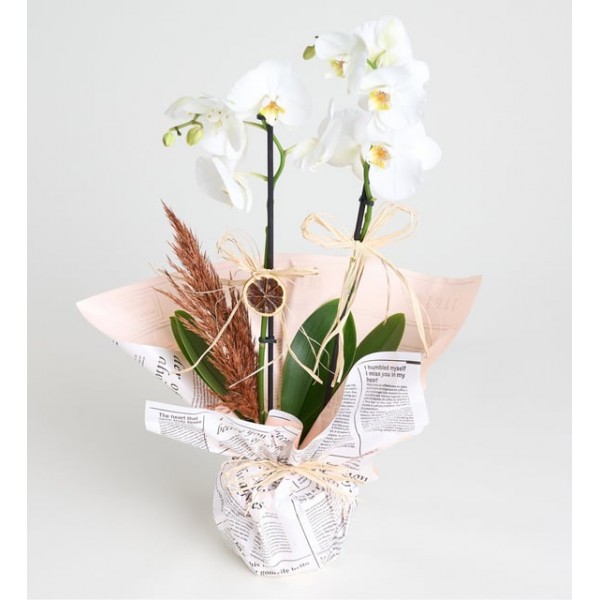 Gazete Buket Kağıtlı Saksıda Beyaz Çiftli Orkide