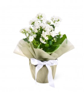 Beyaz Kalanchoe Çiçeği