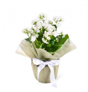 Beyaz Kalanchoe Çiçeği