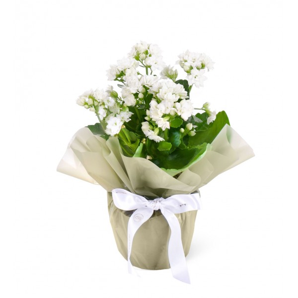 Beyaz Kalanchoe Çiçeği