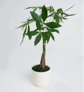 Para Ağacı Pachira 12 cm