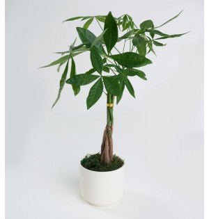 Para Ağacı Pachira 12 cm