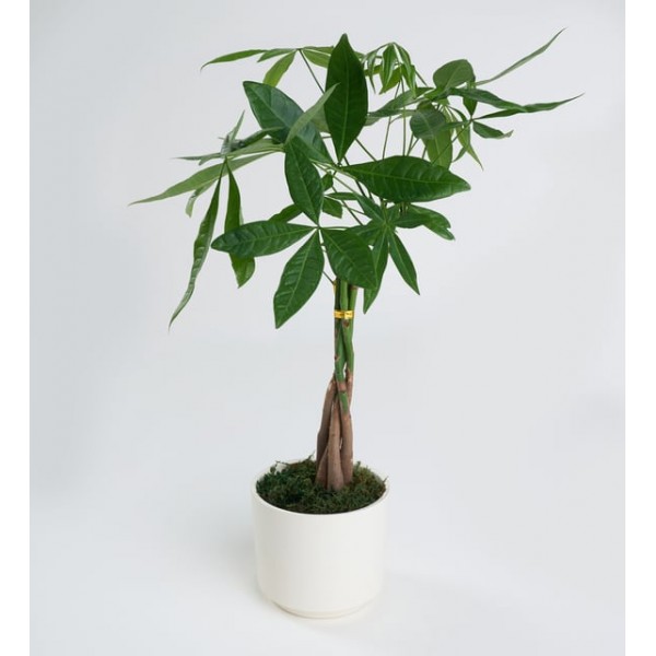 Para Ağacı Pachira 12 cm