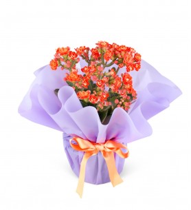 Turuncu Kalanchoe Çiçeği