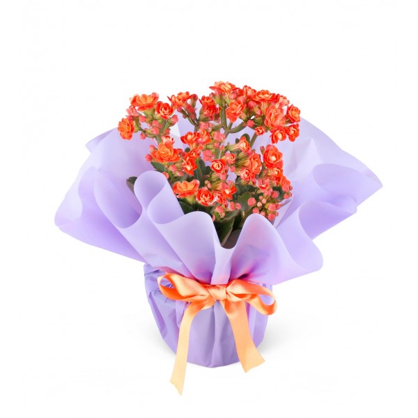 Turuncu Kalanchoe Çiçeği